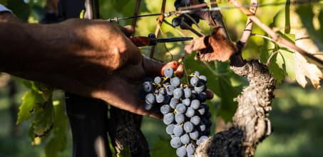 Conscious Cuisine: Wine Estate San Felice
