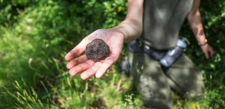 Truffle Hunting in the Langhe