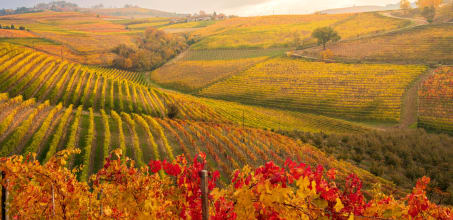 Wine Tour in Langhe