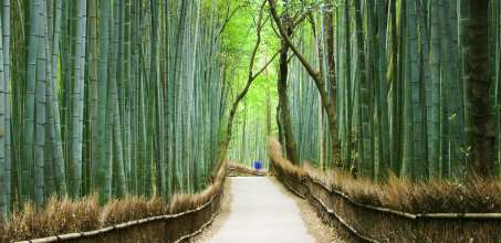 Arashiyama Backroads Tour