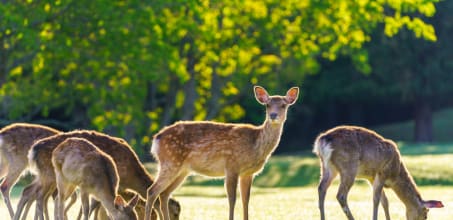 Day trip to Nara