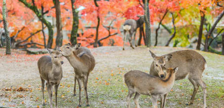 Nara City Tour
