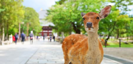 Nara City Tour