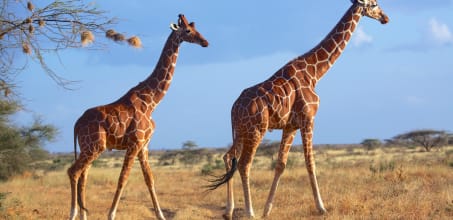 Game Drives in Lewa Downs