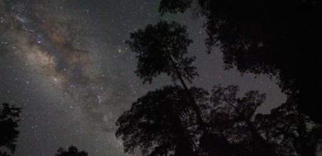 Borneo Rainforest Lodge - Night Safari