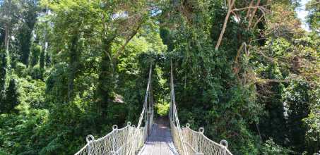 Borneo Rainforest Lodge - Rainforest Trek