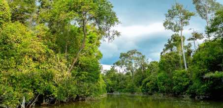 Sukau Rainforest Lodge - River Cruise