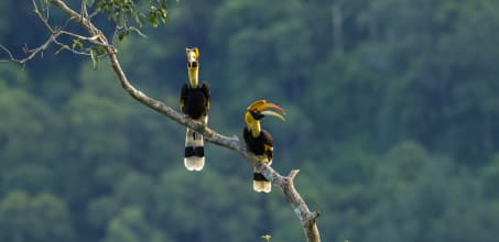 Tabin - Early Morning Bird Walk