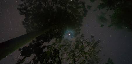 Tabin - Night Safari