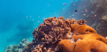 Coral Garden Snorkelling
