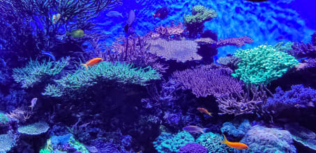 Fluorescence Experience