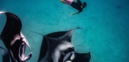 Snorkel with Manta Rays