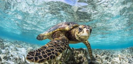 Turtle Snorkelling