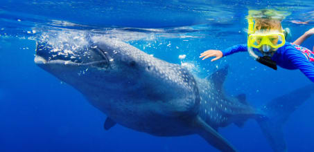 Whale shark Snorkelling