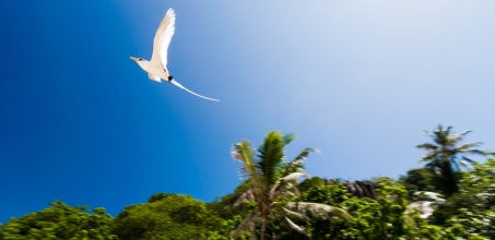 White Tailed TropicBird Experience