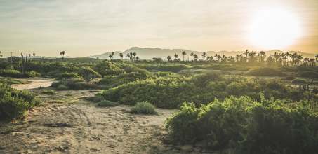 Desert Oasis Sierra La Laguna