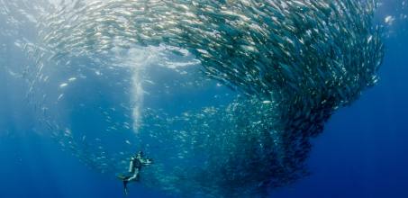 Guided Experience to Cabo Pulmo Marine Park
