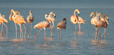 Merida Private City Tour & Celestun Biosphere Reserve