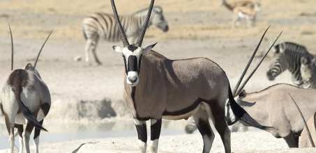 Game drive in Etosha National Park