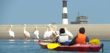 Kayaking with Seals