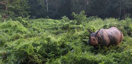 Game drives in Chitwan National Park