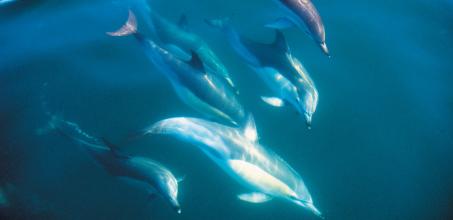 Dolphin Encounter off the coast of Kaikoura - Shared