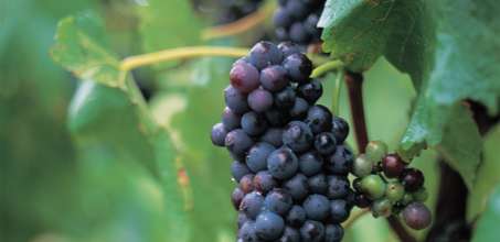 Marlborough Private Wine Tour