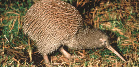 National Kiwi Hatchery Guided Tour