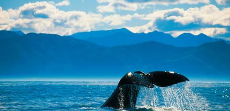 Whale watching in Kaikoura - Shared