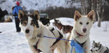 Dog Sledding Excursion