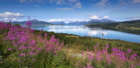 Sea safari in Northern Norway