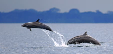 Private Dolphin Bay, Coral Cay & Red Frog Beach Experience