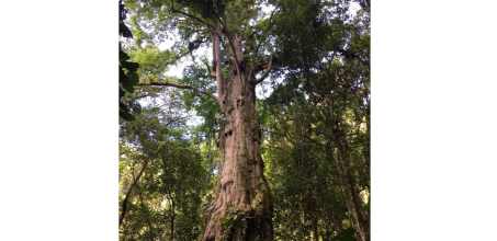 Private Giant Millenary Quercus Tree Hike