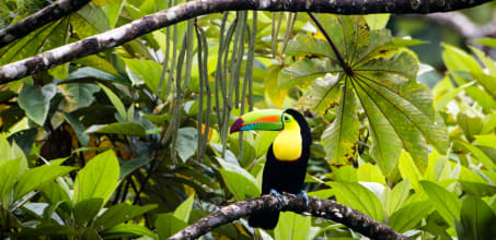 Gamboa Wildlife Expedition