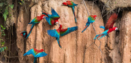 Exploring the Amazon