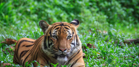 Eastern & Oriental - Wild Malaysia Day 2