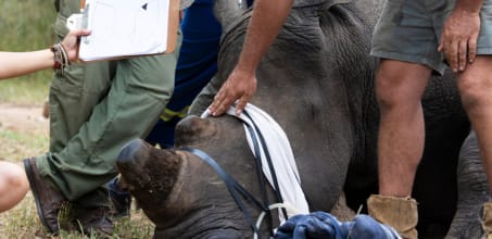 Rhino conservation experience