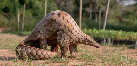 Pangolin Rehabilitation Experience