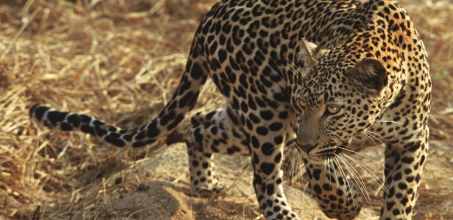 Search for leopard in the Sabi Sands