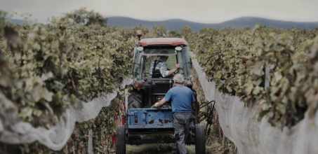 The Wine of Santiago: Discovering Txakoli