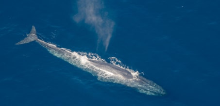 Aerial Whale Watching
