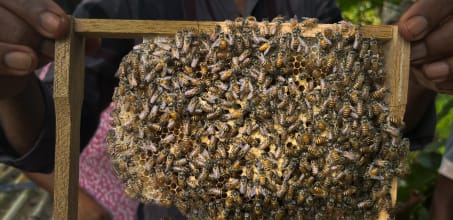 A Community Beekeeping Experience