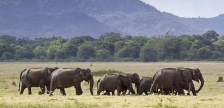 Minneriya National Park