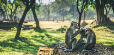 Polonnaruwa - Meet the Monkeys