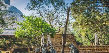 Polonnaruwa - Meet the Monkeys