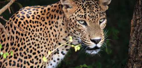 Safari in Wilpattu National Park