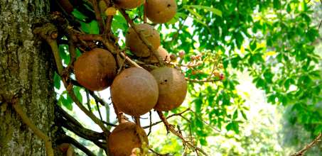 Ulagalla - Organic Garden Tour & Cookery Demonstration
