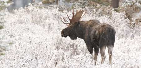 Arctic Wildlife Safari by Snowmobile