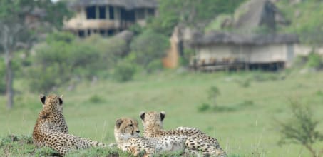 Lamai Serengeti