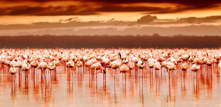 Flamingo Watching on Lake Manyara